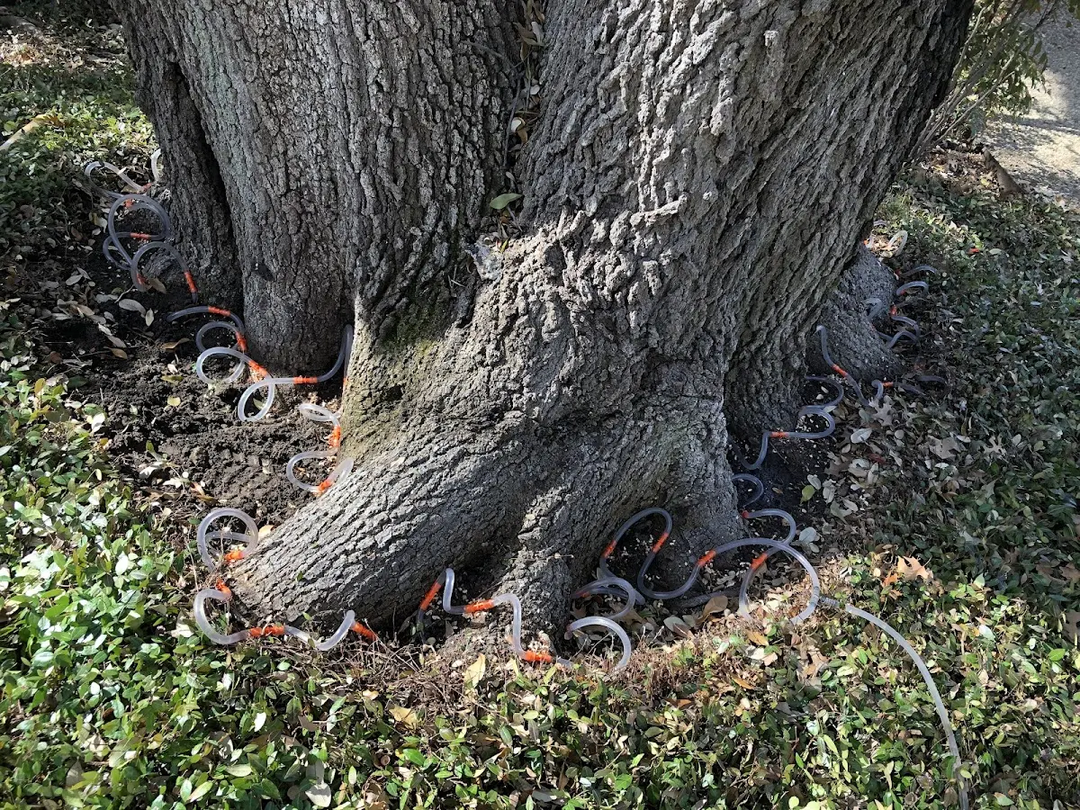 Detailed Shrub and Hedge Trimming job site in Spout Spring